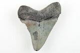 Juvenile Megalodon Tooth - South Carolina #196089-1